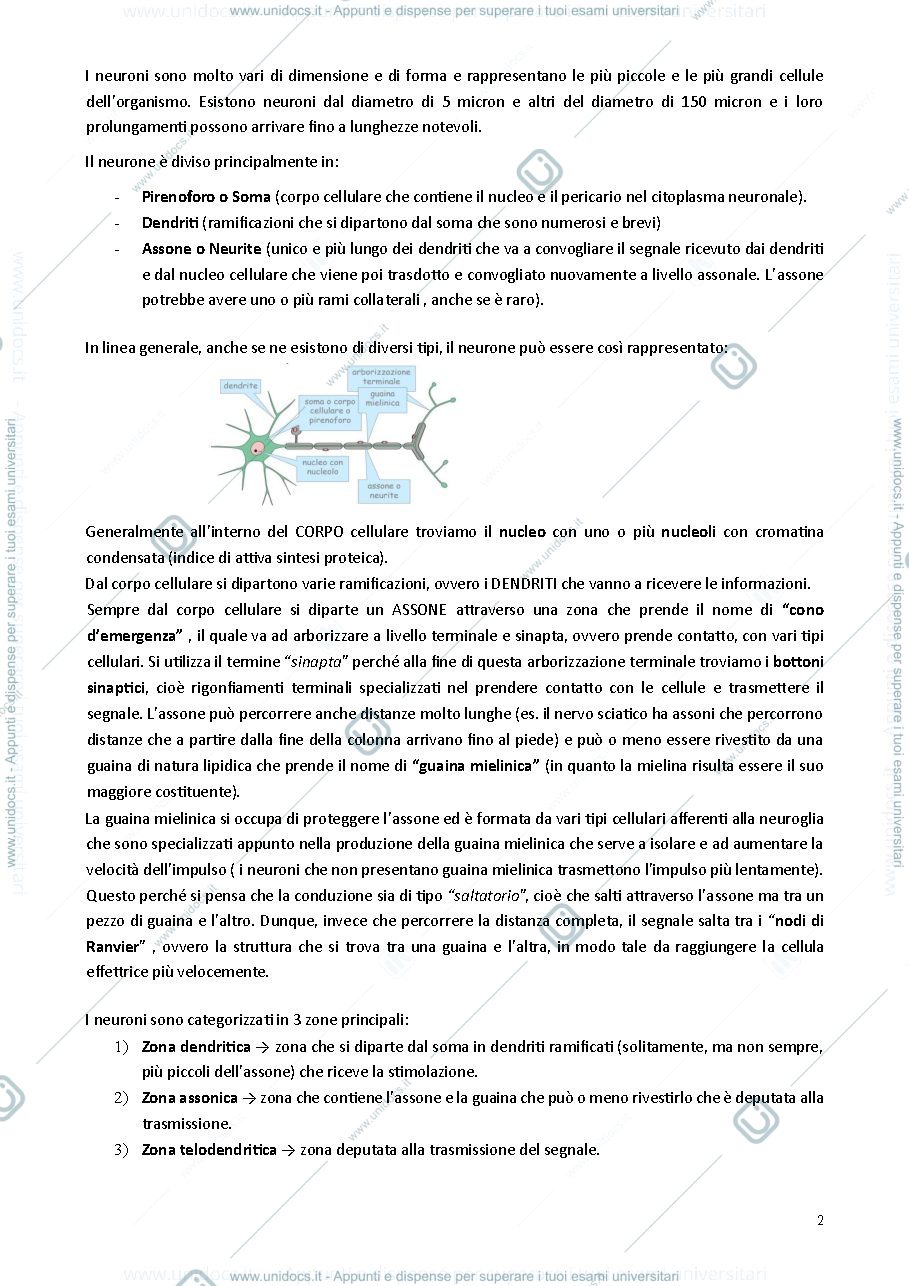 Anteprima pagina 2 — Neuroanatomia 