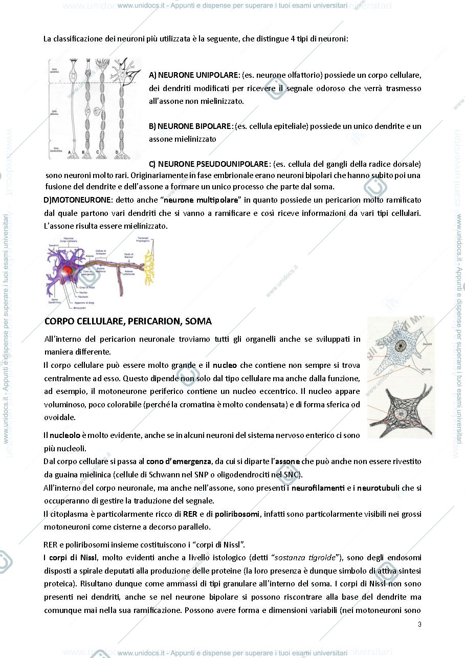 Anteprima pagina 3 — Neuroanatomia 