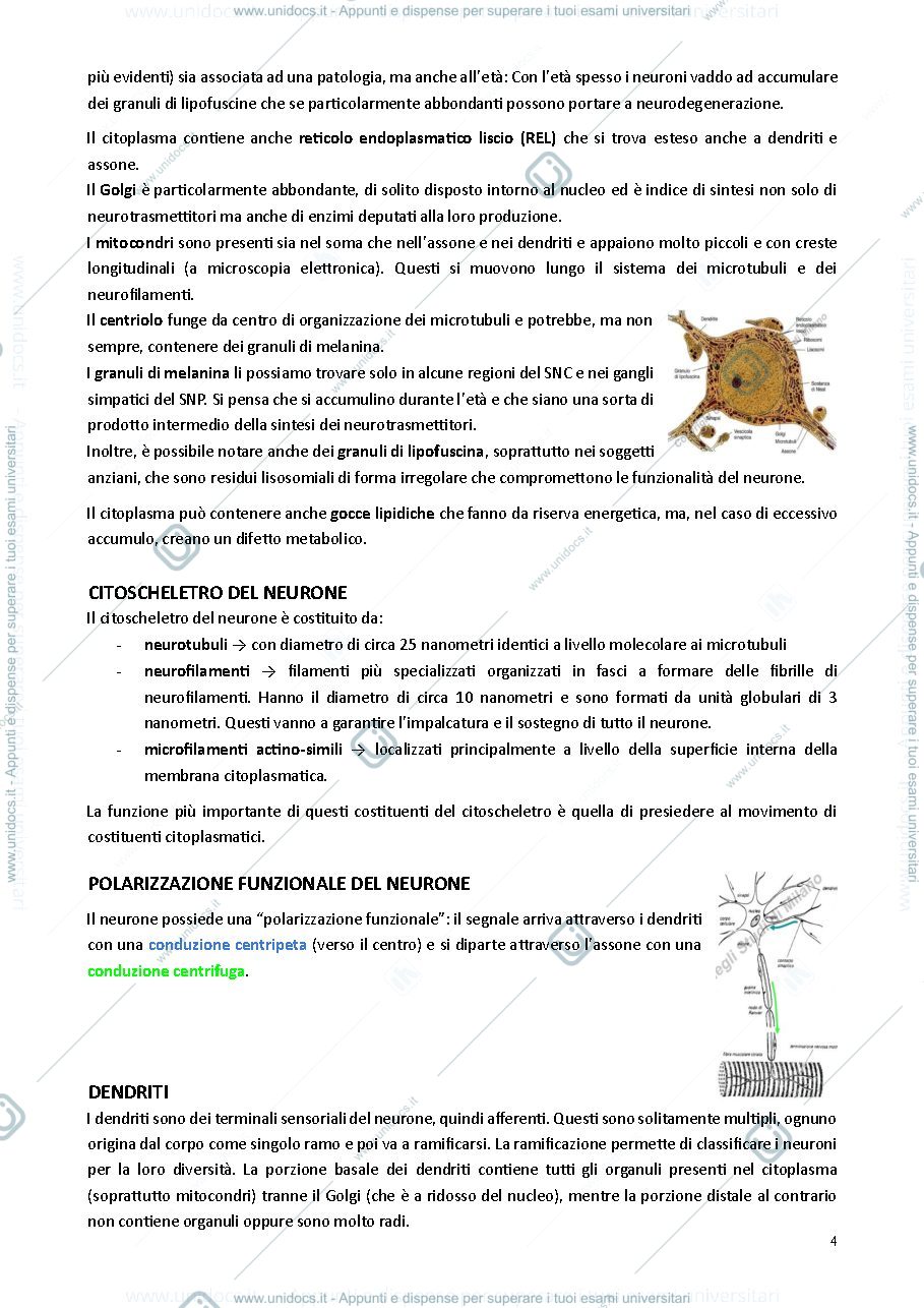 Anteprima pagina 4 — Neuroanatomia 