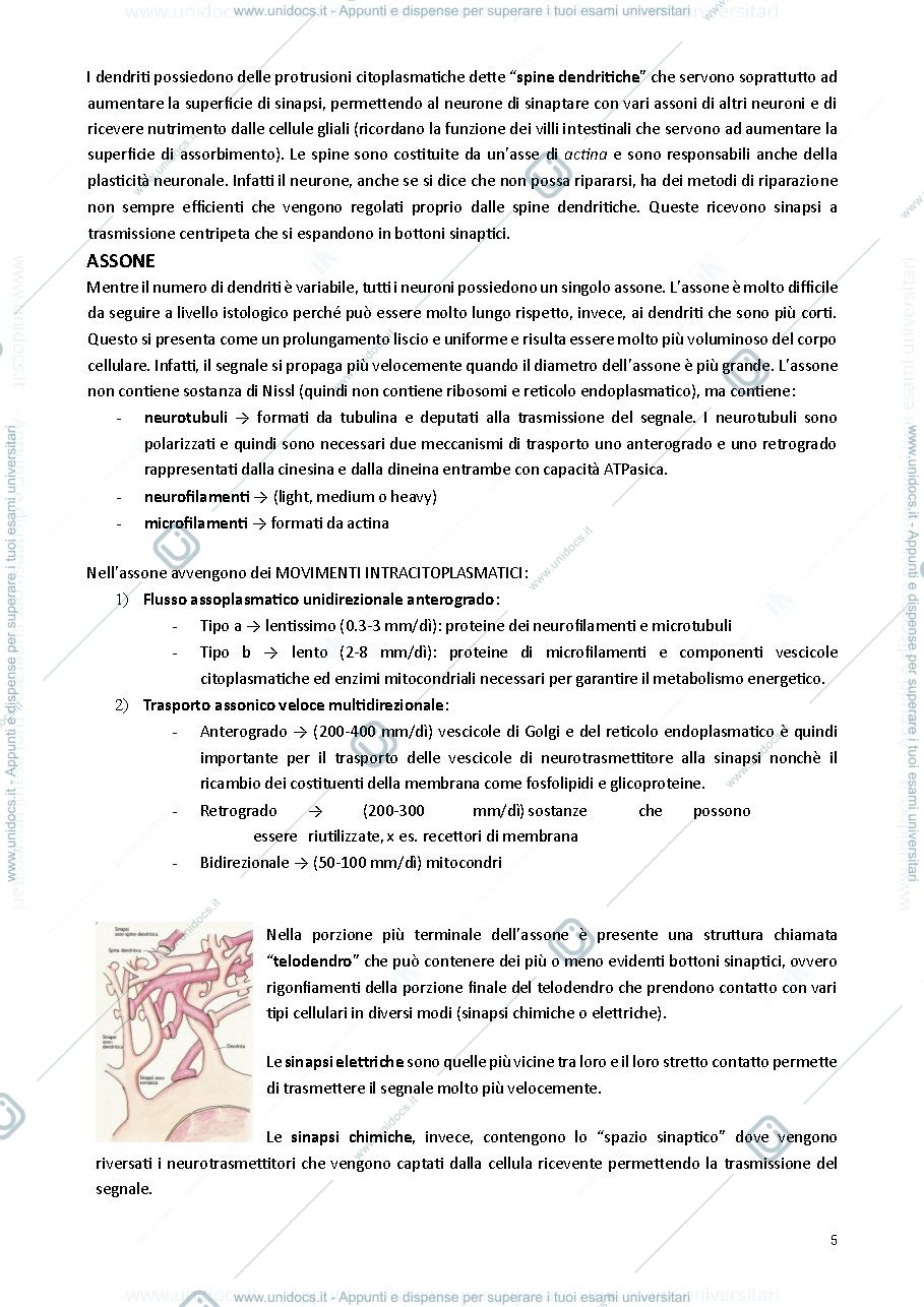 Anteprima pagina 5 — Neuroanatomia 