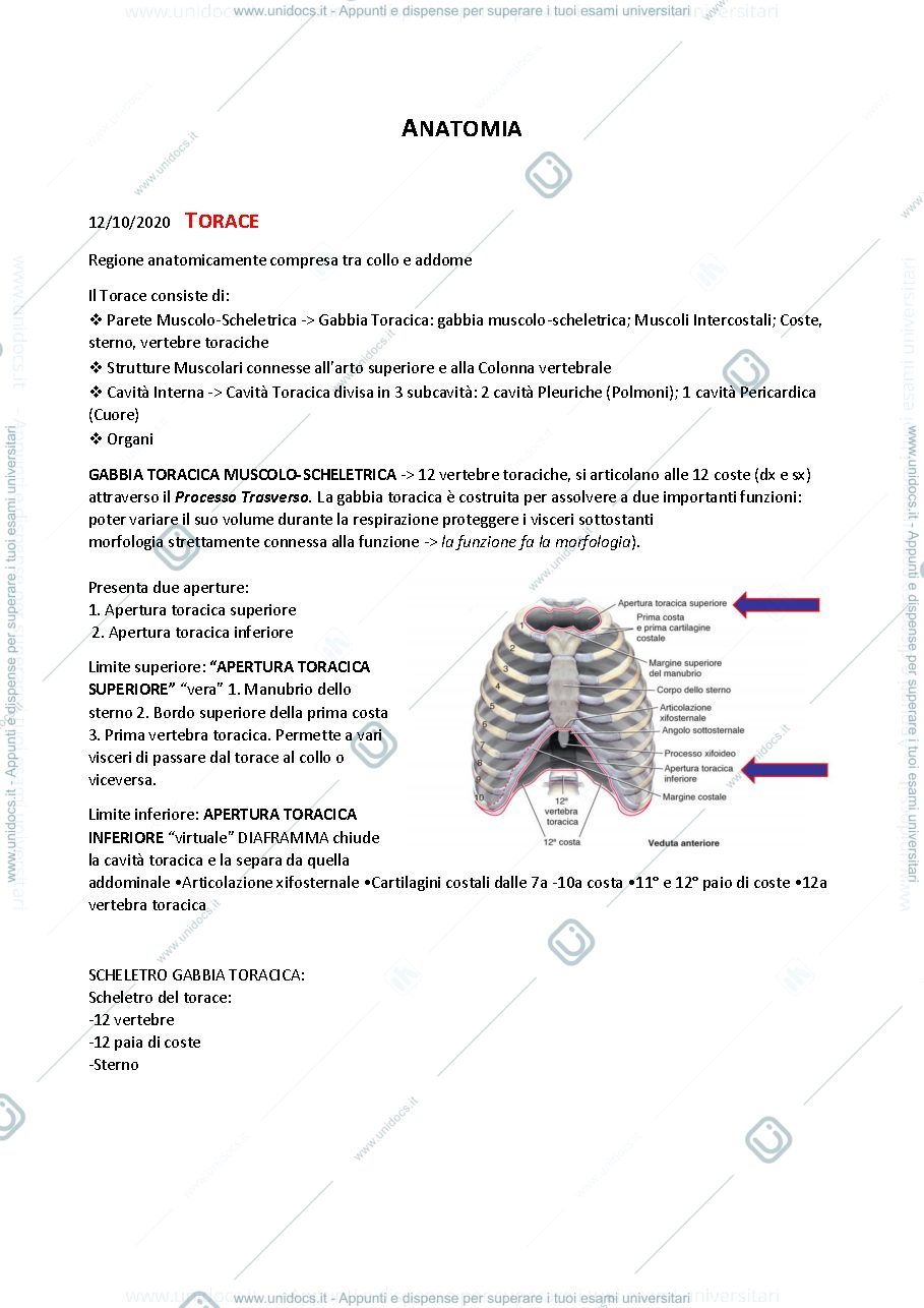 Anteprima pagina 1 — Anatomia (stabile)