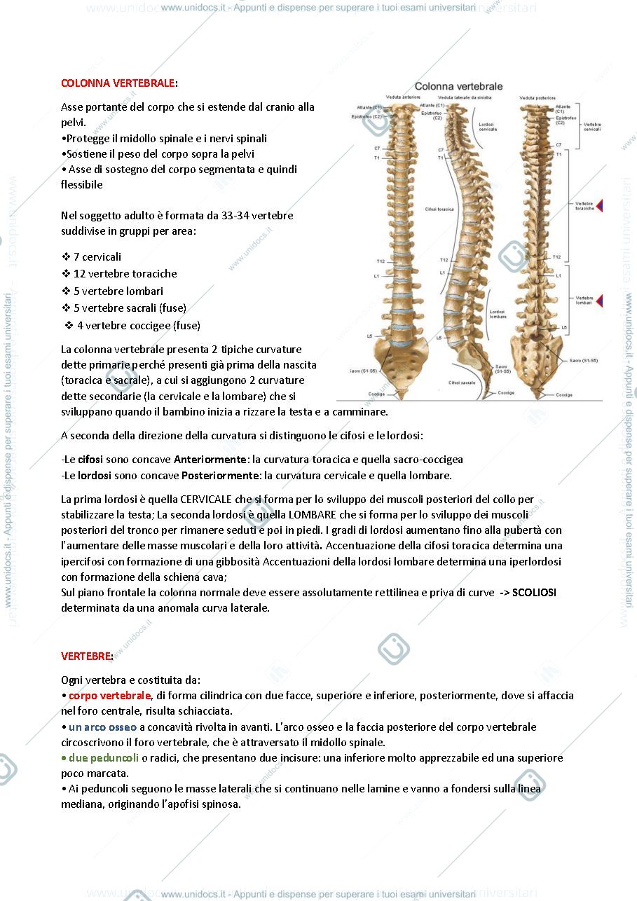Anteprima pagina 2 — Anatomia (stabile)