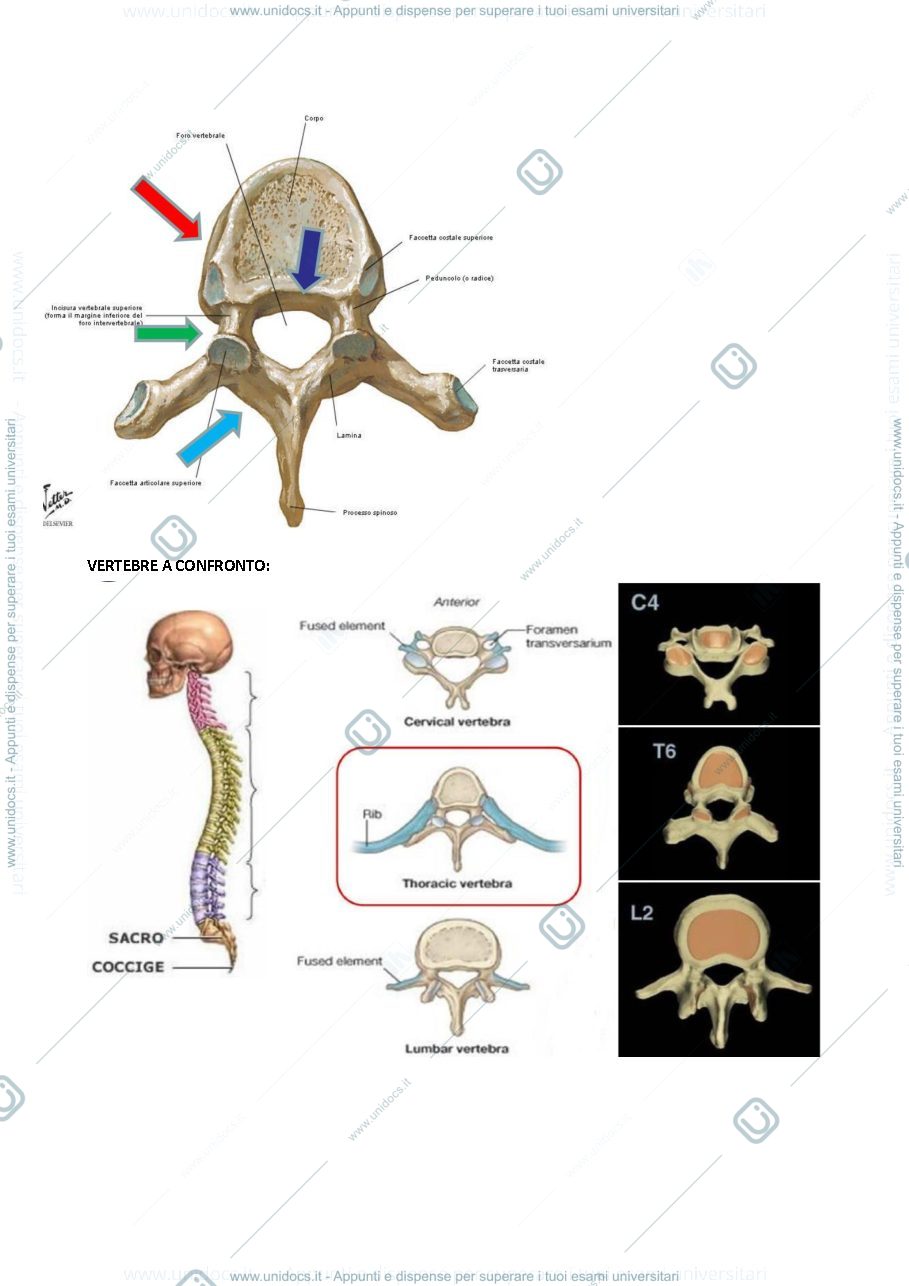 Anteprima pagina 3 — Anatomia (stabile)