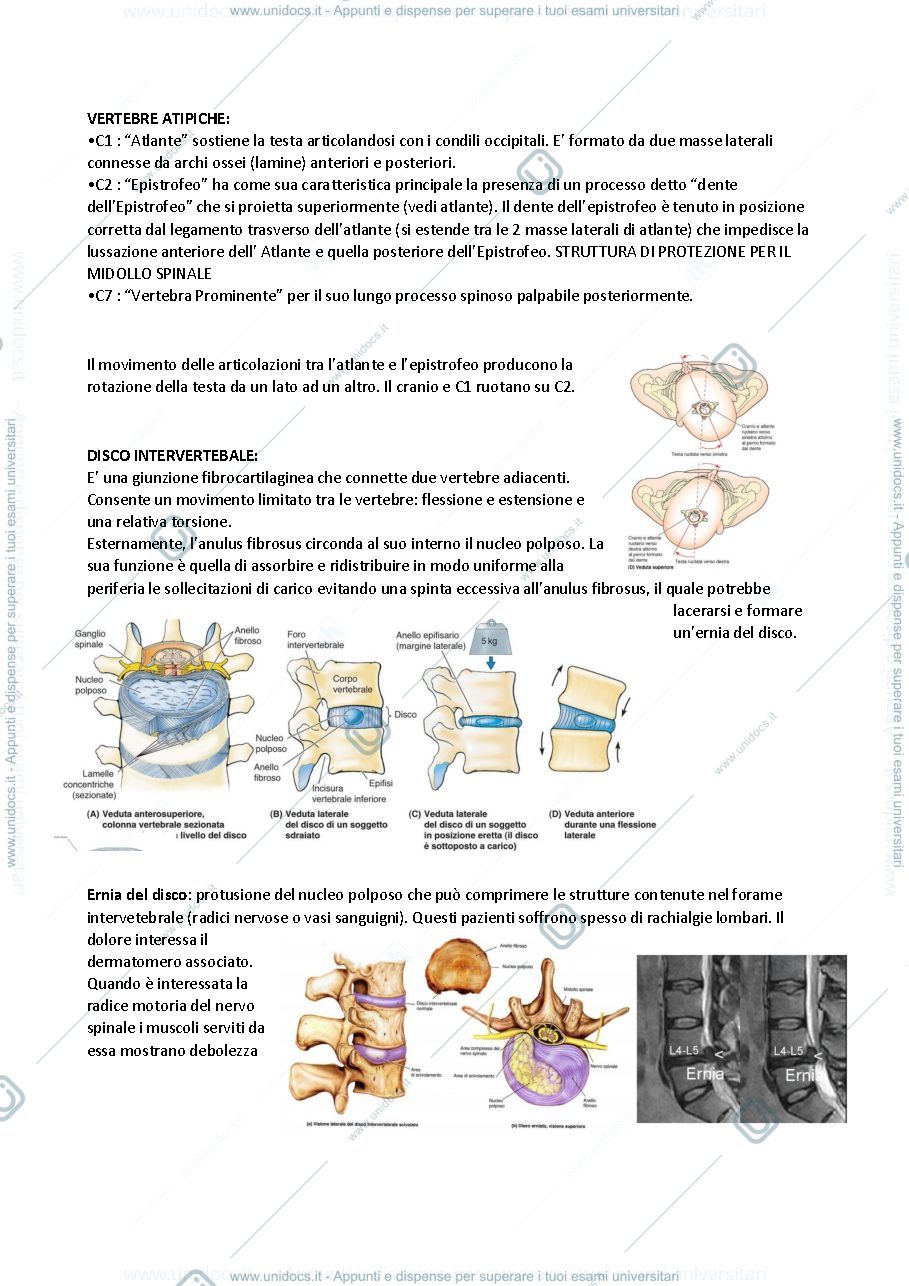Anteprima pagina 4 — Anatomia (stabile)