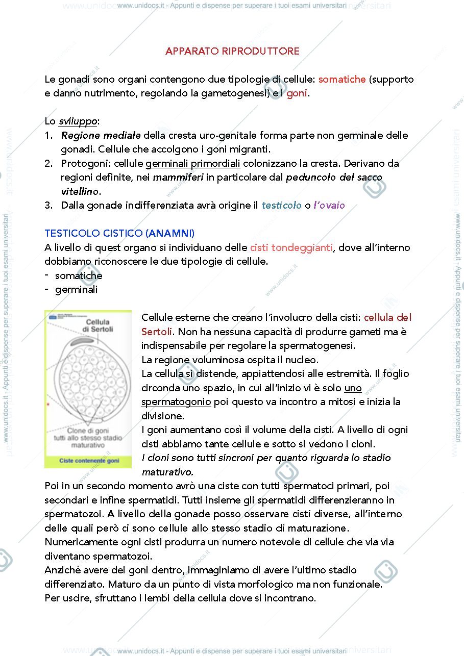 Anteprima pagina 1 — Apparato riproduttore anatomia comparata 