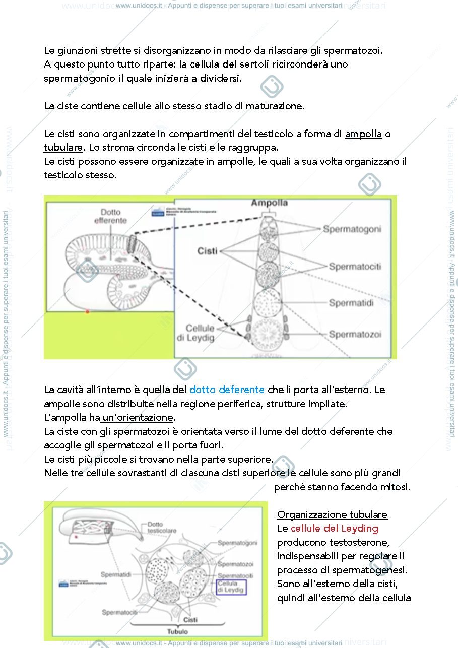 Anteprima pagina 2 — Apparato riproduttore anatomia comparata 