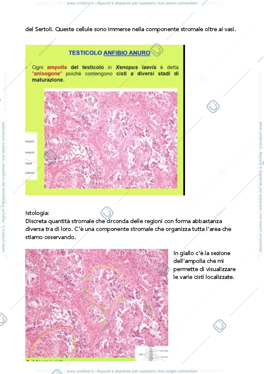 Anteprima pagina 3 — Apparato riproduttore anatomia comparata 