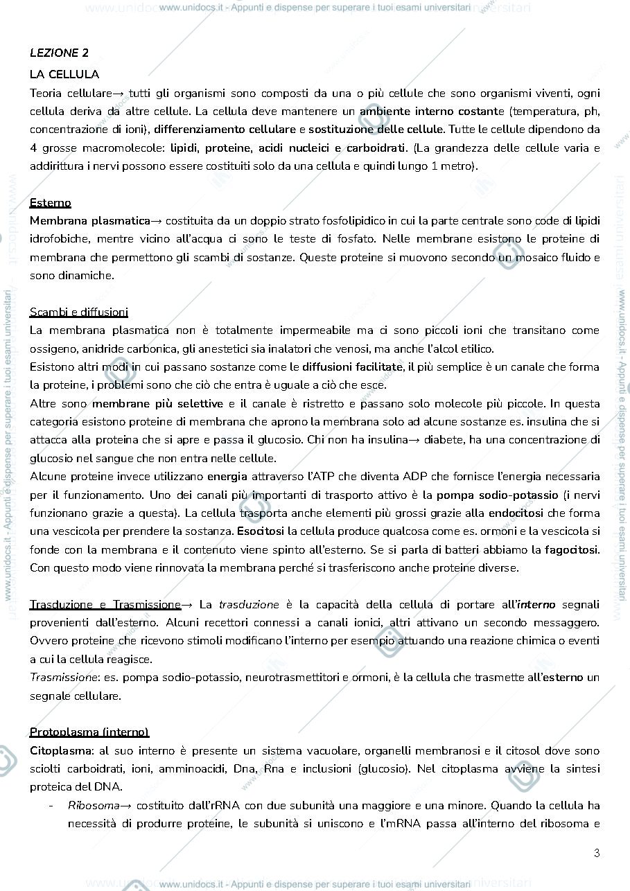 Anteprima pagina 3 — anatomia