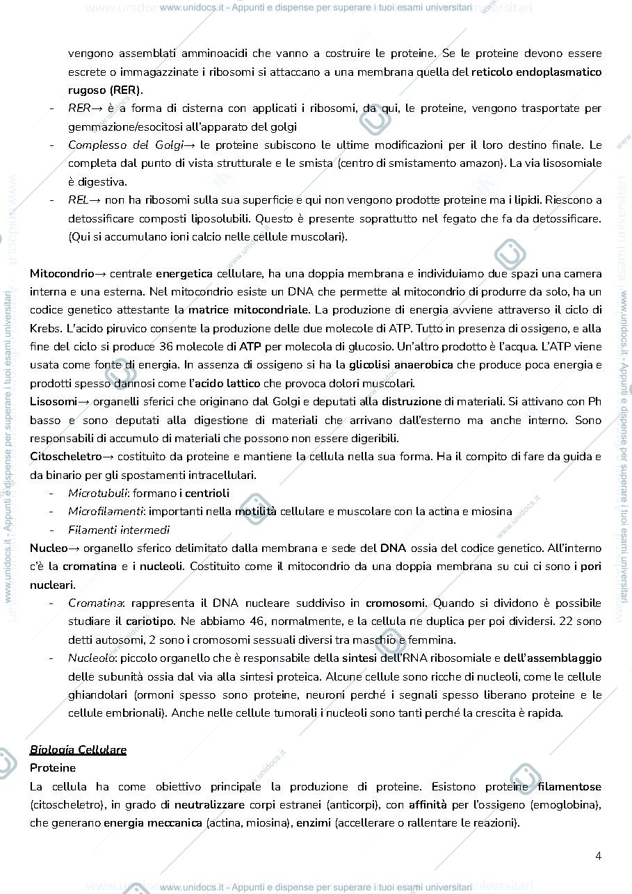 Anteprima pagina 4 — anatomia