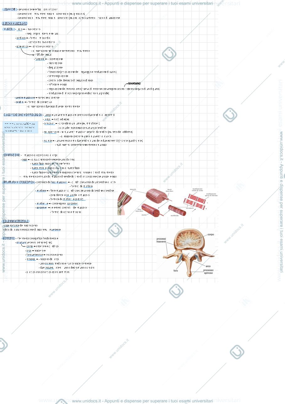 Anteprima pagina 2 — Anatomia, primo esonero 