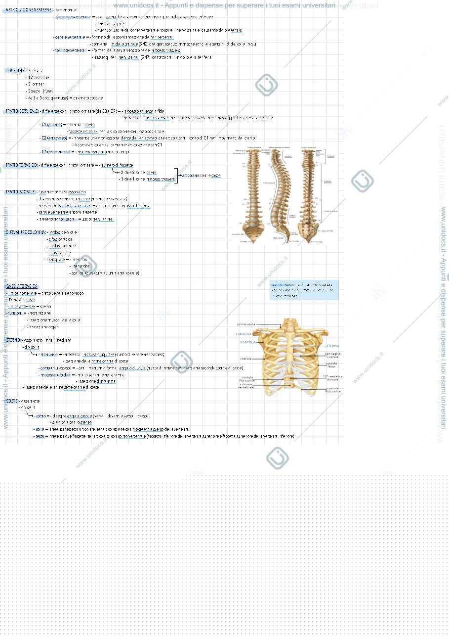 Anteprima pagina 3 — Anatomia, primo esonero 