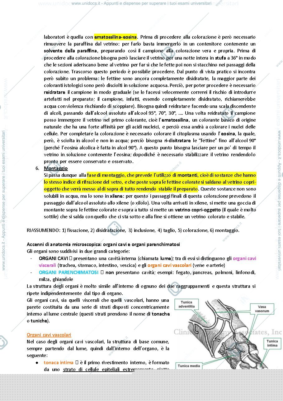 Anteprima pagina 4 — istologia