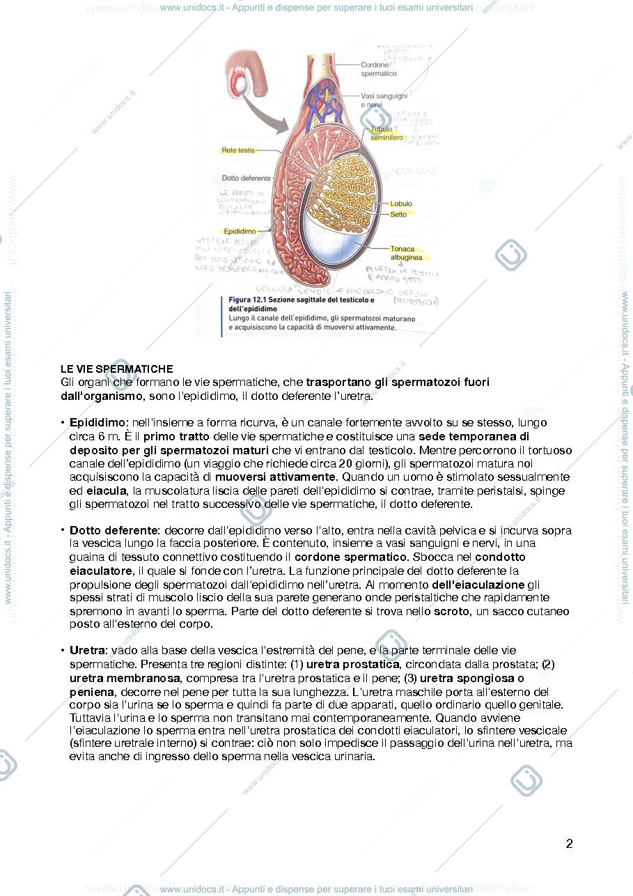 Anteprima pagina 2 — APPARATO GENITALE