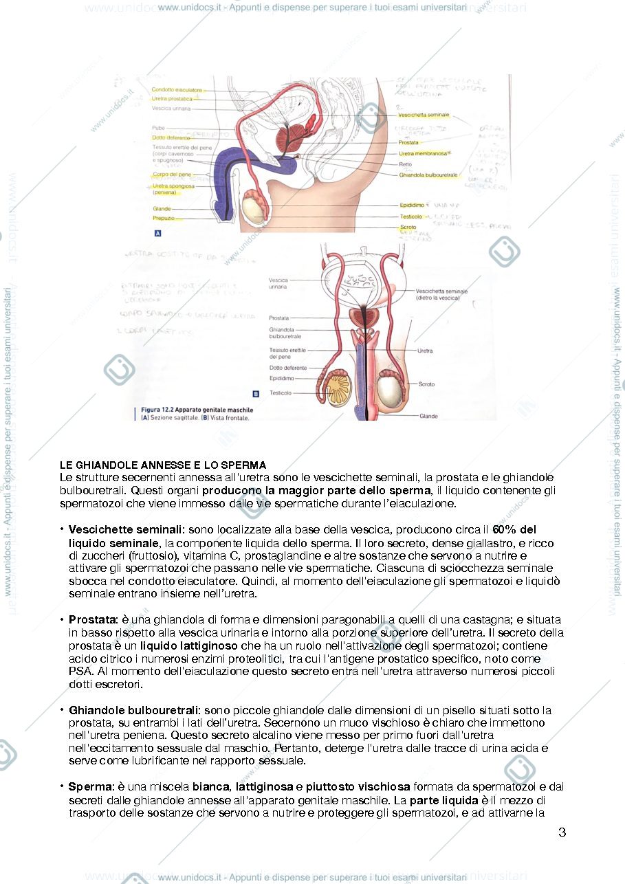 Anteprima pagina 3 — APPARATO GENITALE