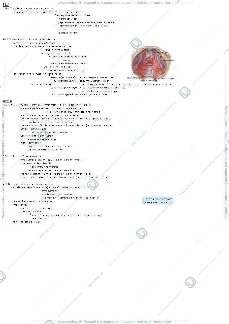 Anteprima pagina 1 — Anatomia, secondo esonero