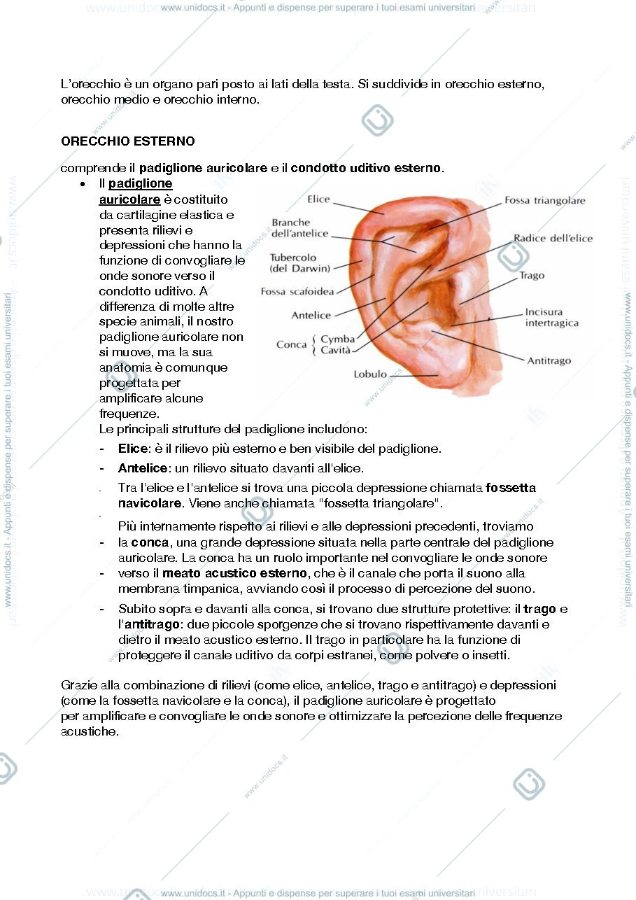 Anteprima pagina 3 — appunti esame di audiologia 