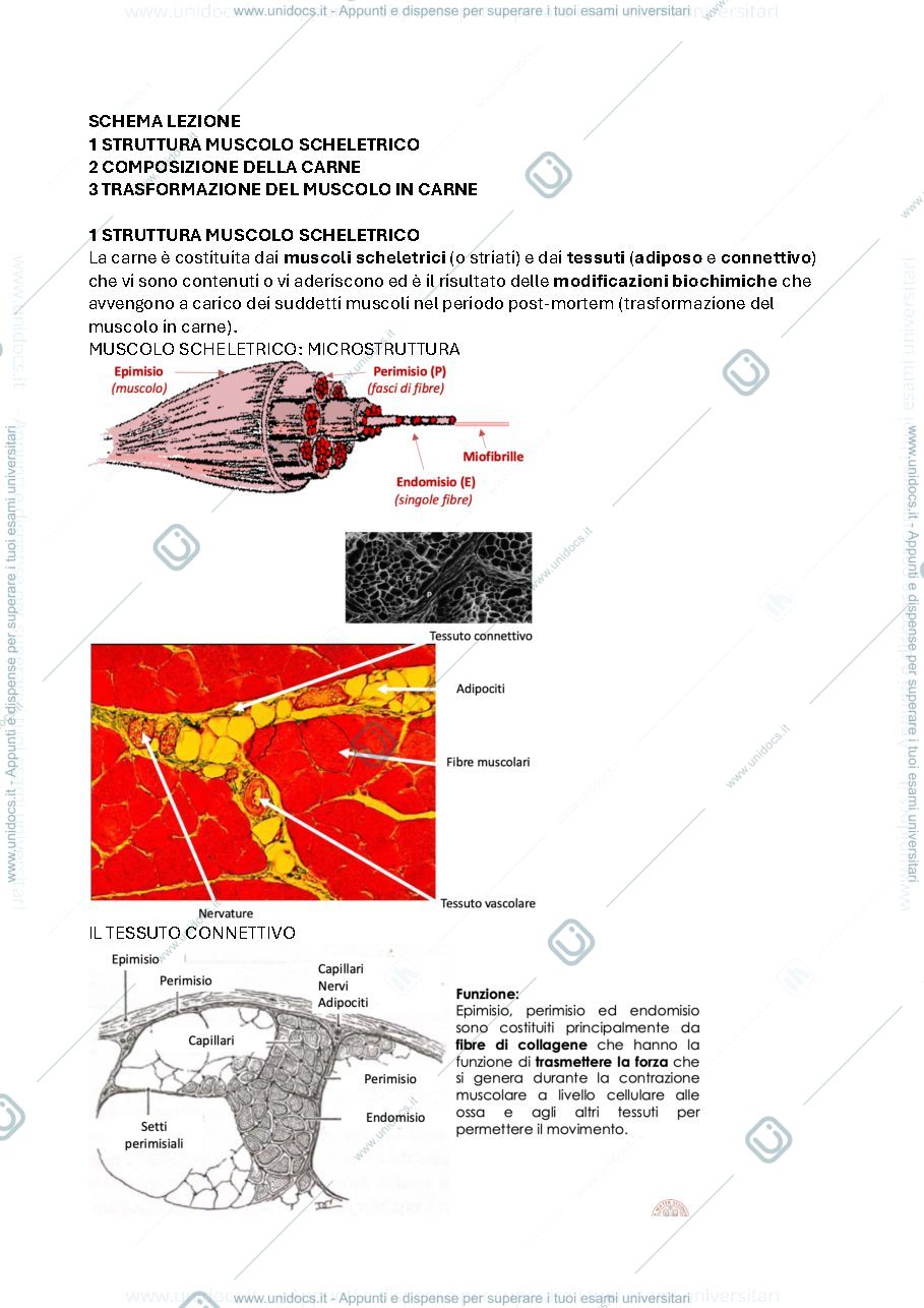 Anteprima pagina 2 — avicoltura