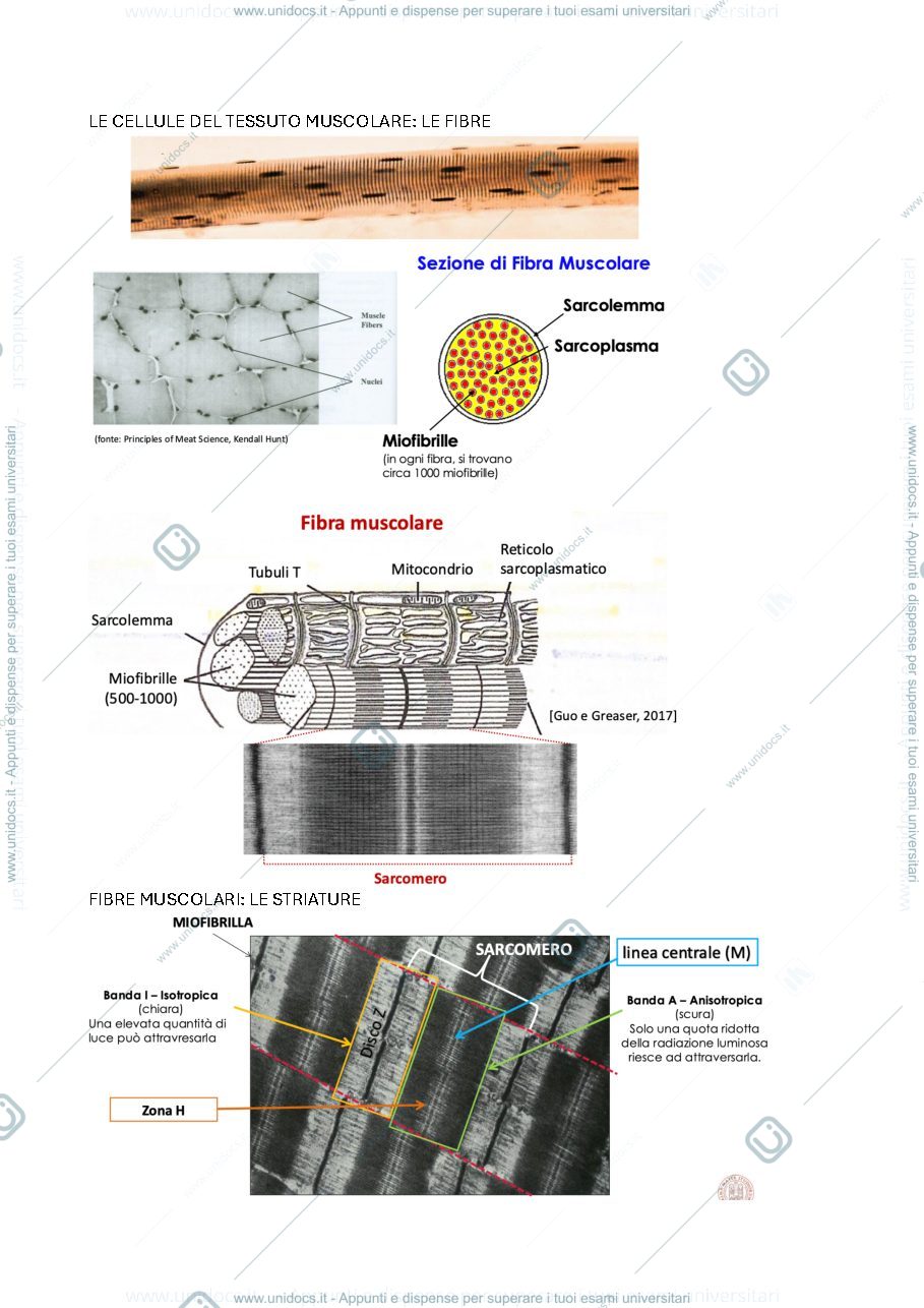 Anteprima pagina 3 — avicoltura