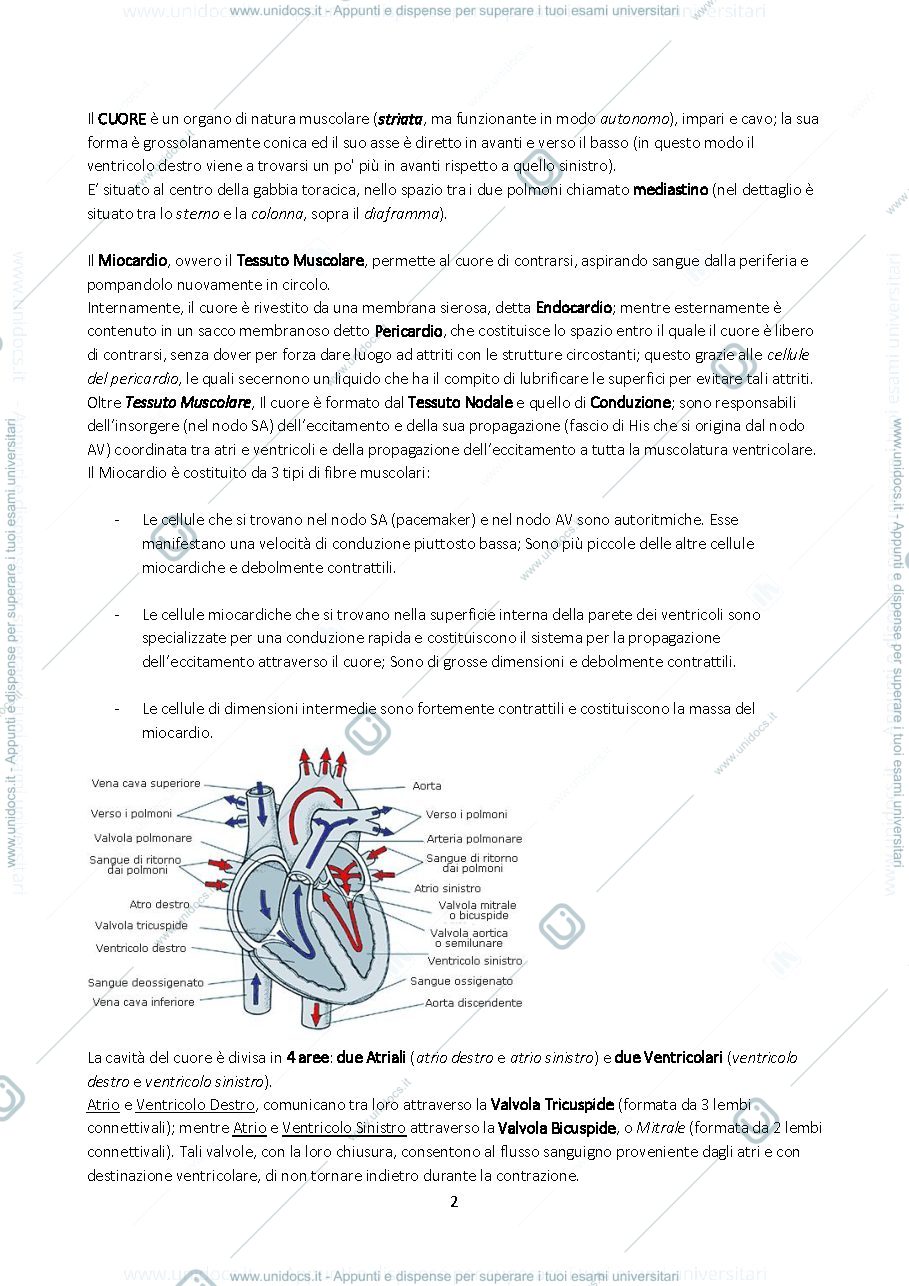 Anteprima pagina 2 — Sistema Cardiovascolare, Cuore ed Elettrocardiogramma