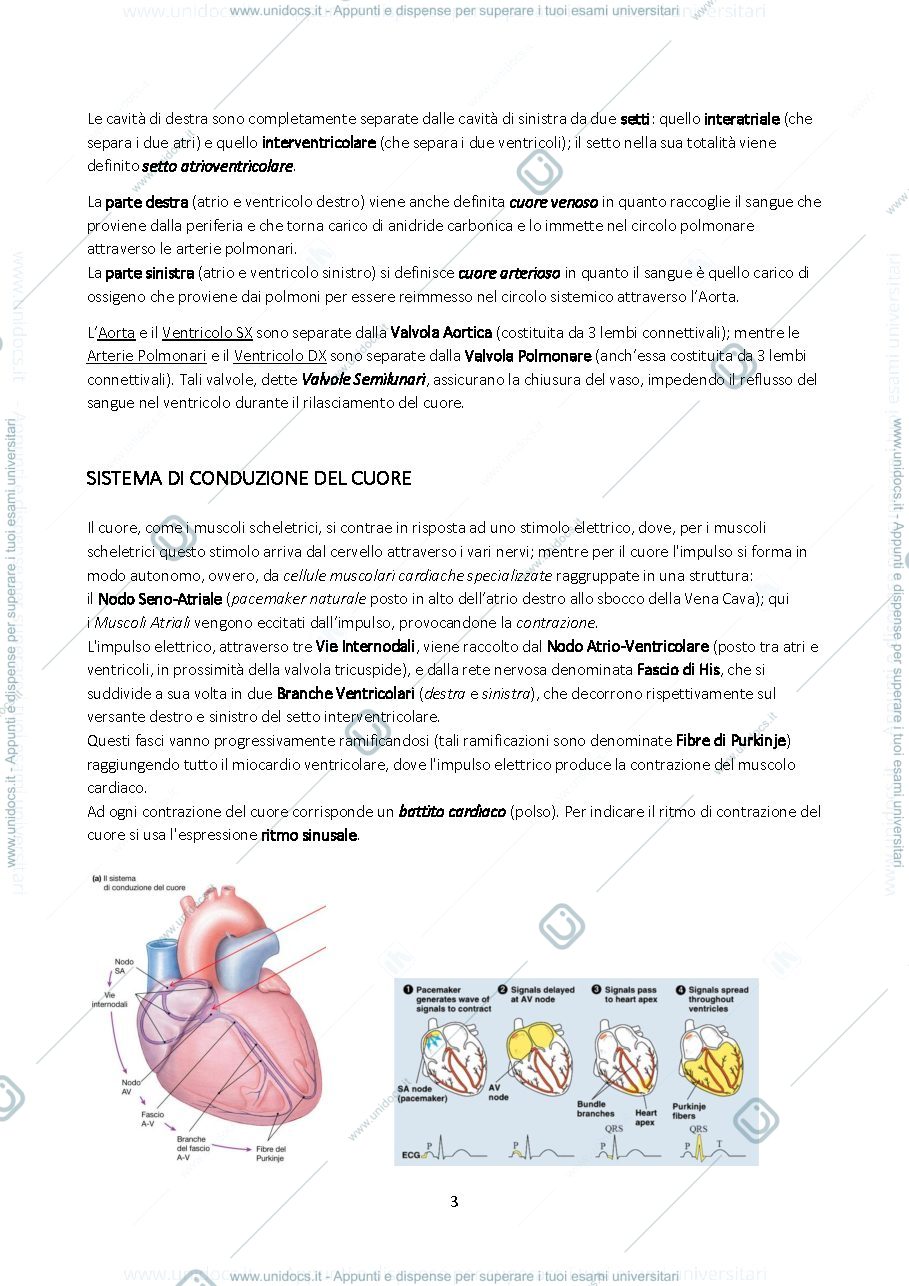 Anteprima pagina 3 — Sistema Cardiovascolare, Cuore ed Elettrocardiogramma