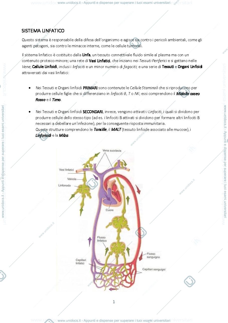 Anteprima pagina 1 — Sistema Linfatico e Immunità 