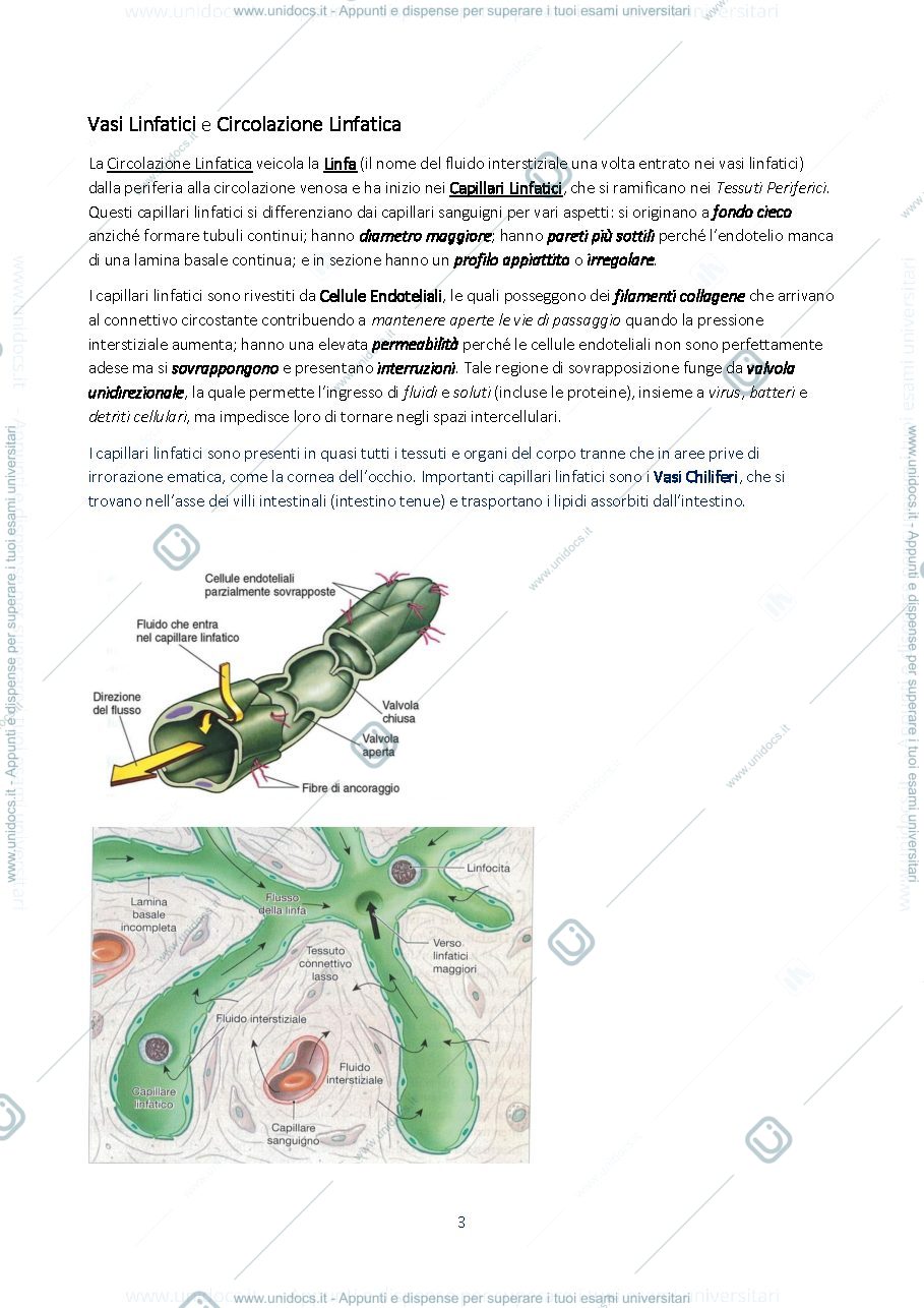 Anteprima pagina 3 — Sistema Linfatico e Immunità 
