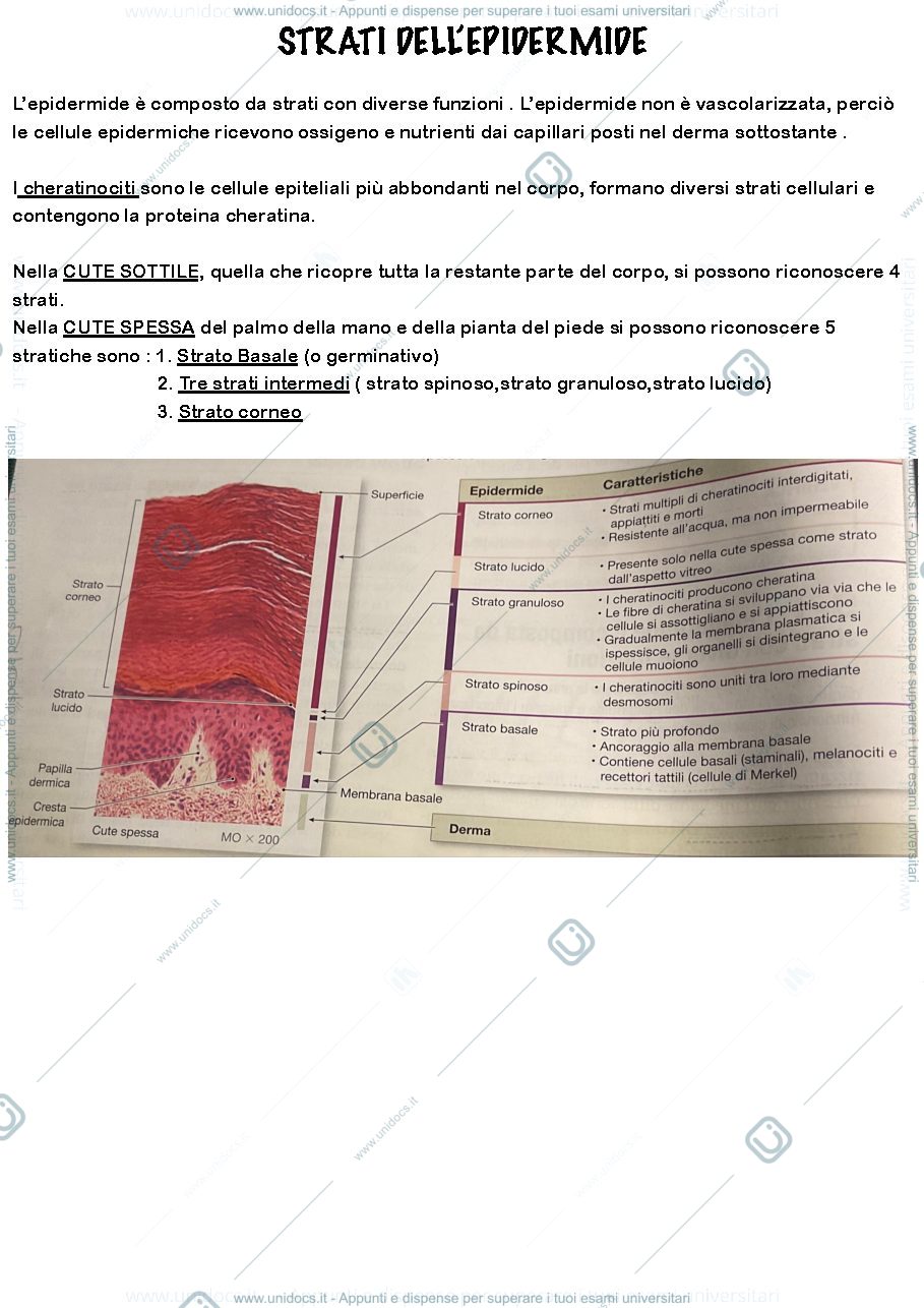 Anteprima pagina 2 — apparato tegumentario 