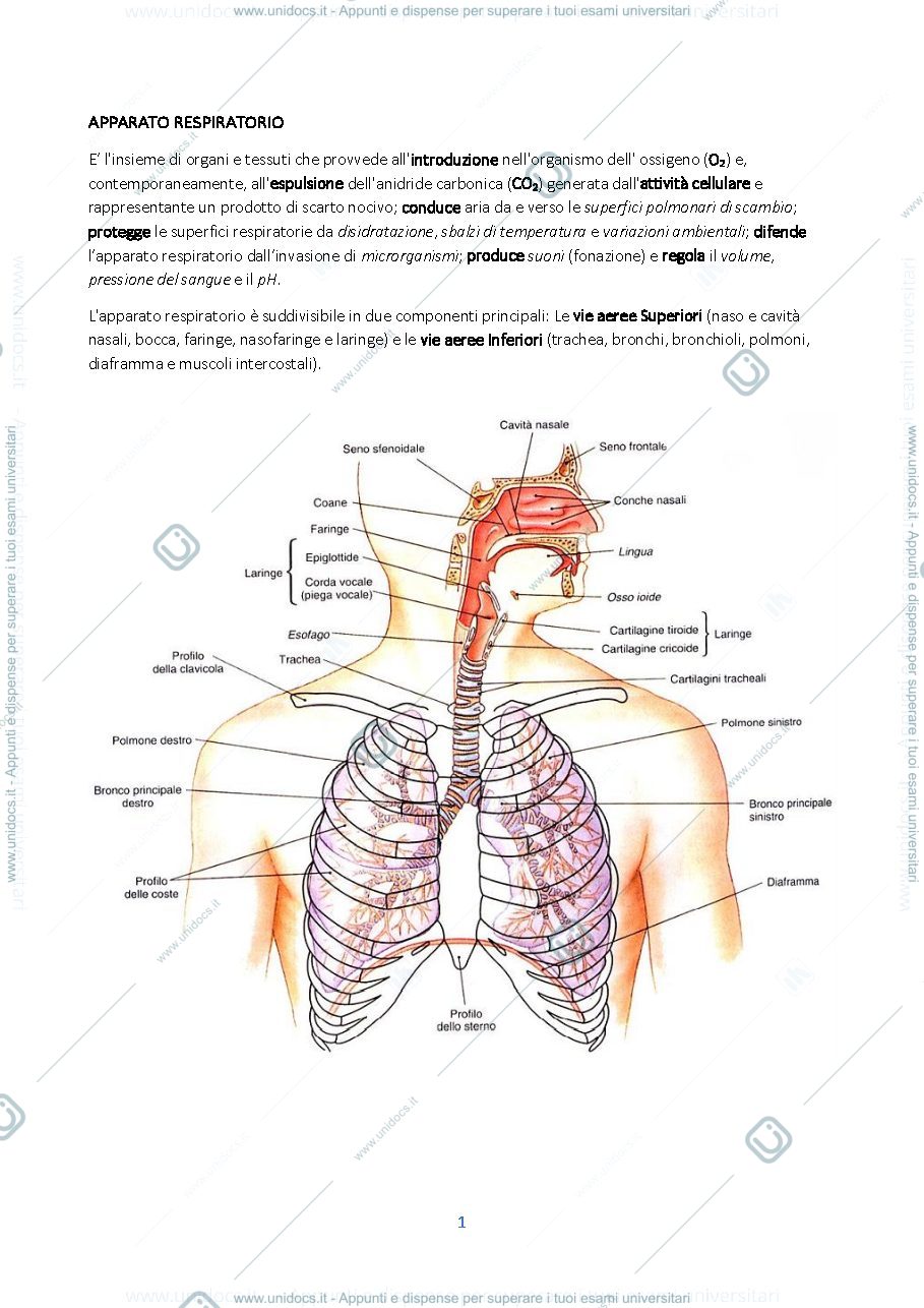 Anteprima pagina 1 — Apparato Respiratorio