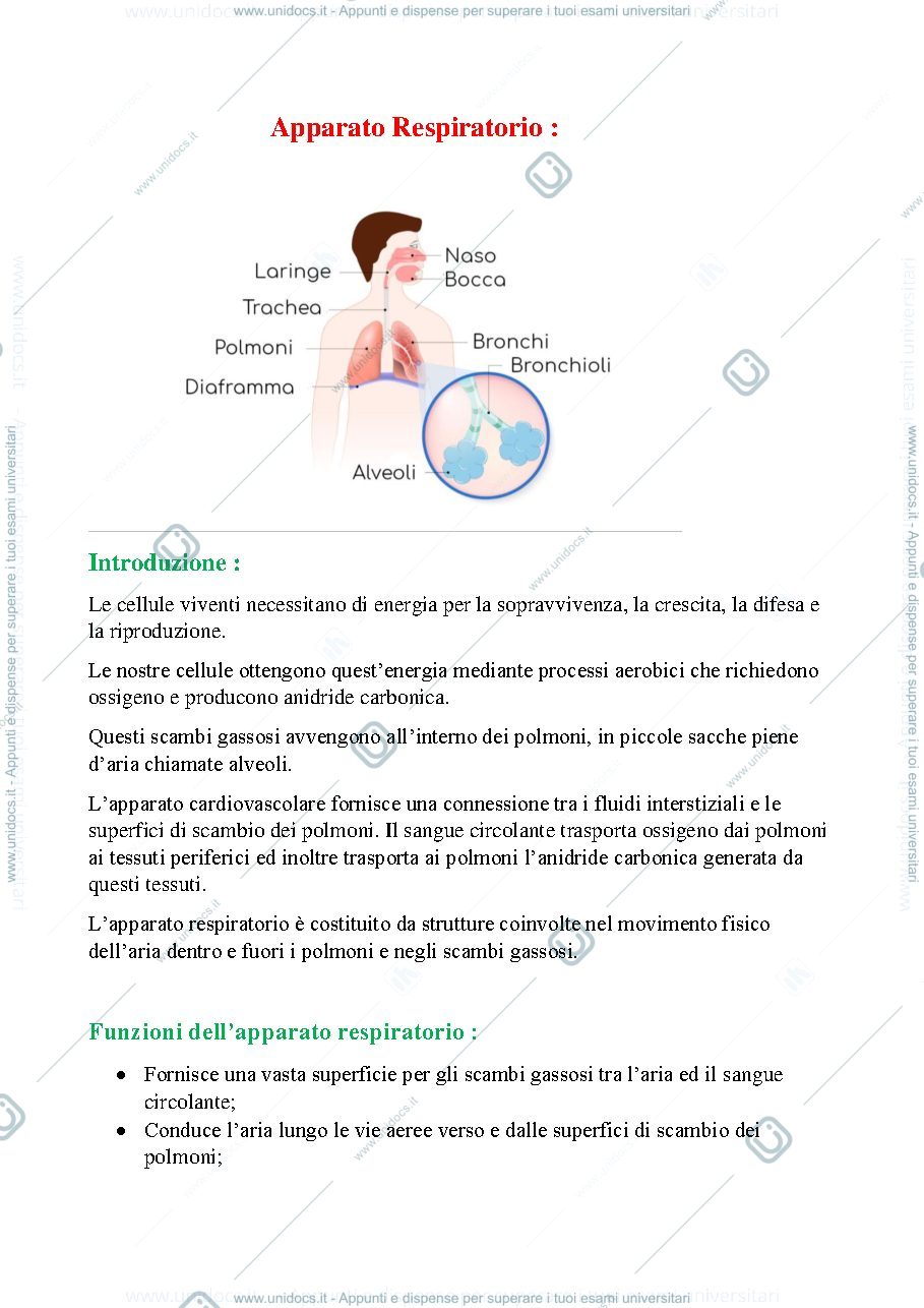 Anteprima pagina 1 — apparato respiratorio 