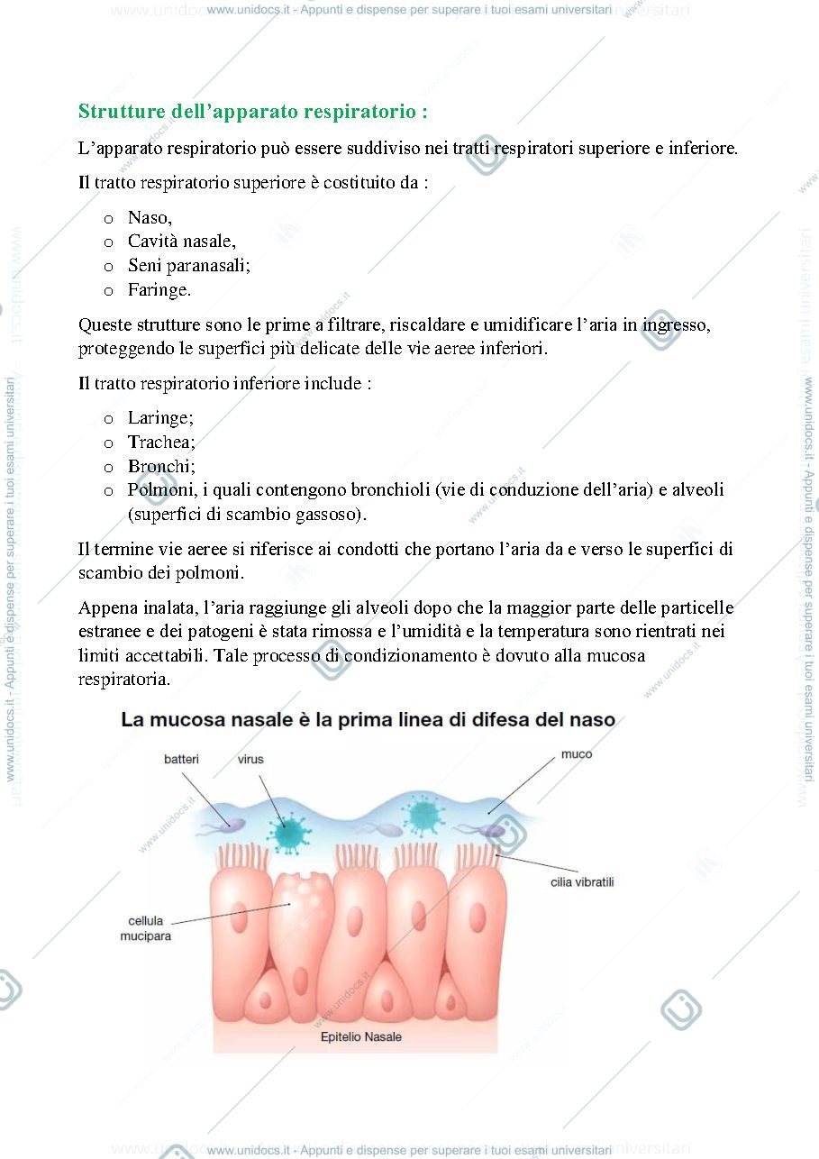 Anteprima pagina 3 — apparato respiratorio 