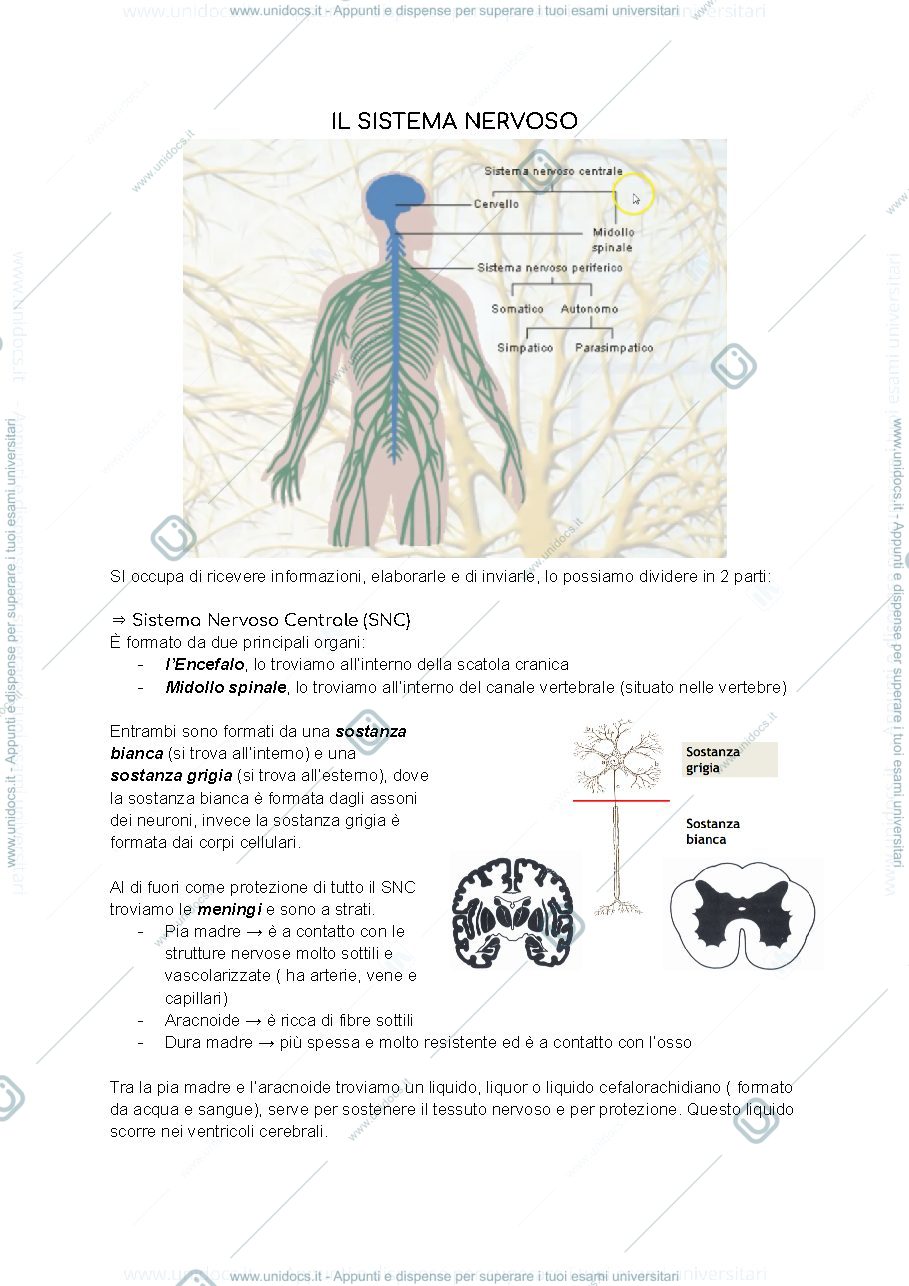Anteprima pagina 1 — Appunti di anatomia ( Sistema nervoso)- Assistenza Sanitaria