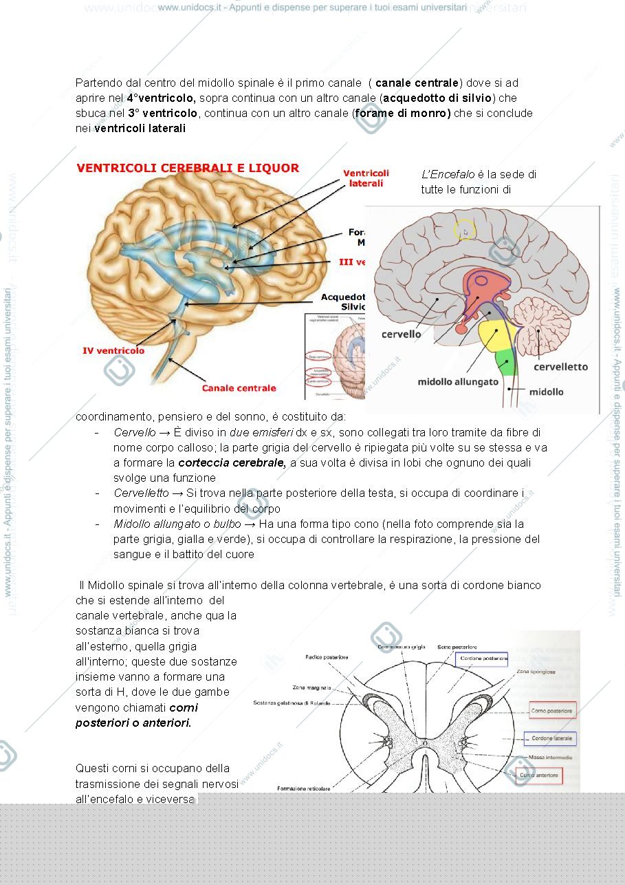 Anteprima pagina 2 — Appunti di anatomia ( Sistema nervoso)- Assistenza Sanitaria