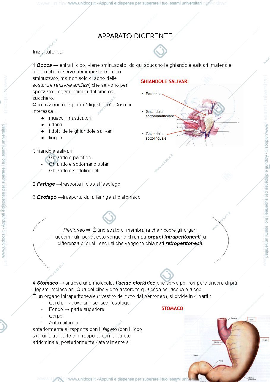 Anteprima pagina 1 — Appunti anatomia (Apparato Digerente) - Assistenza Sanitaria