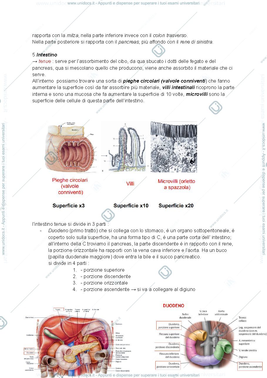 Anteprima pagina 2 — Appunti anatomia (Apparato Digerente) - Assistenza Sanitaria