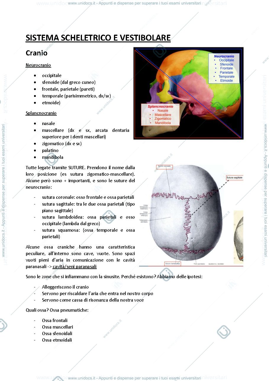 Anteprima pagina 1 — Anatomia umana
