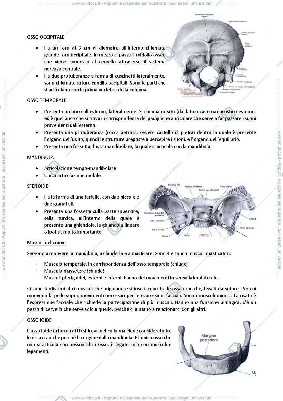 Anteprima pagina 2 — Anatomia umana