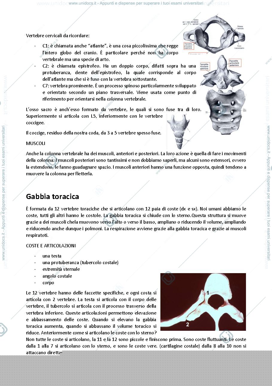 Anteprima pagina 4 — Anatomia umana