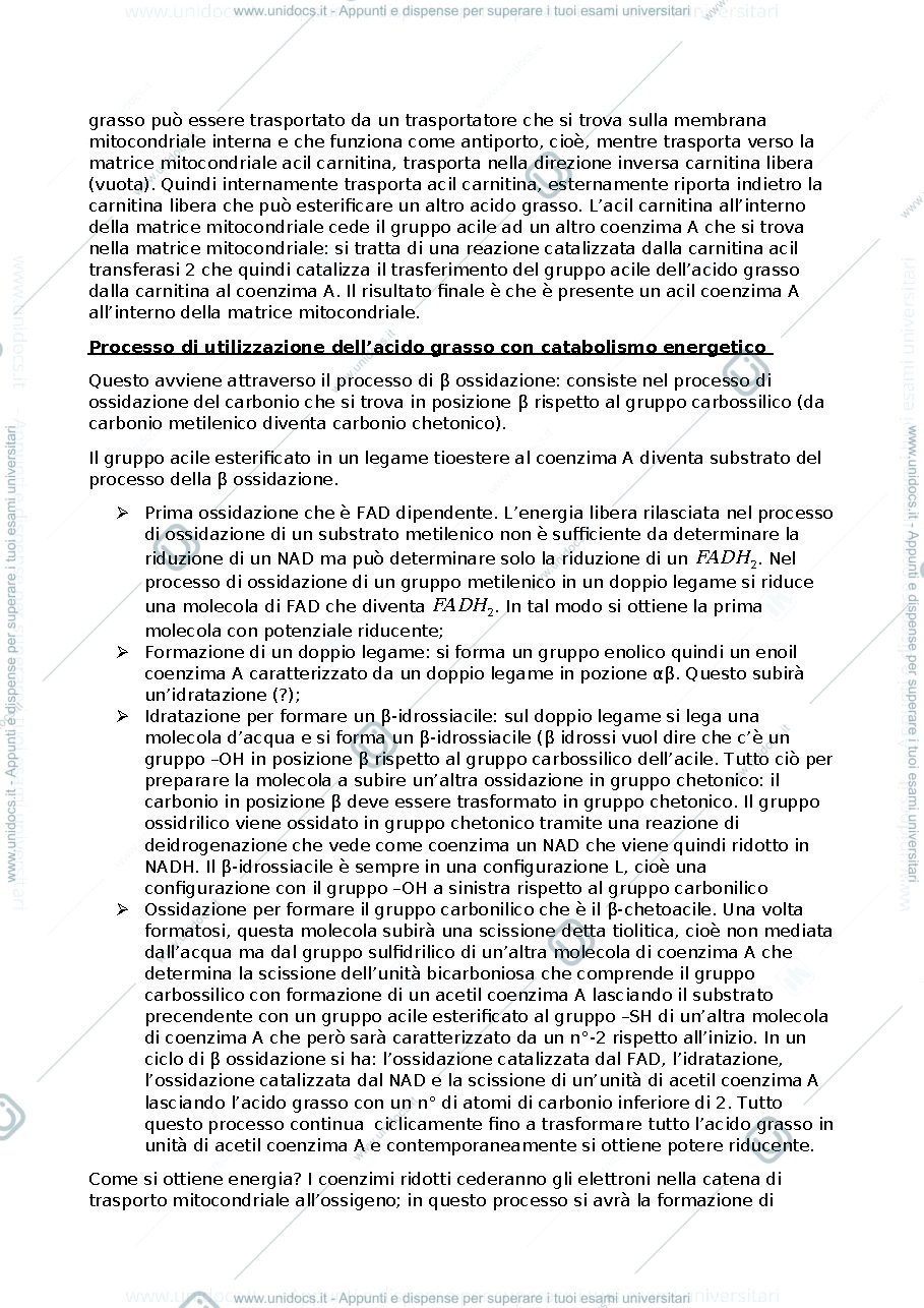 Anteprima pagina 2 — CATABOLISMO DEI LIPIDI