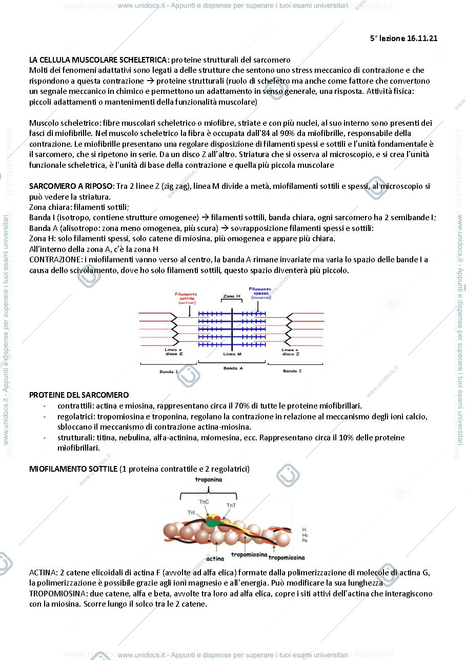 Anteprima pagina 1 — LA CELLULA MUSCOLARE SCHELETRICA