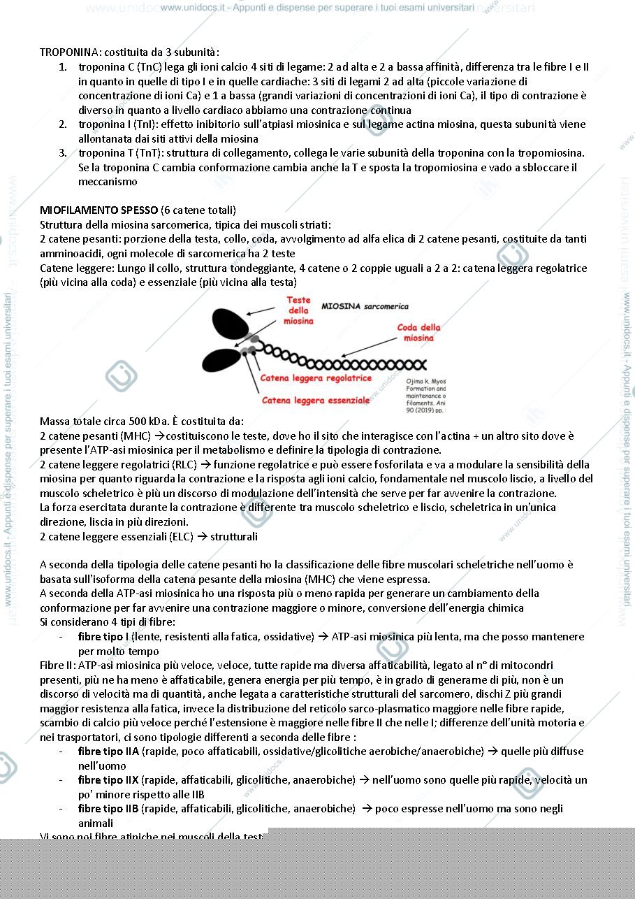 Anteprima pagina 2 — LA CELLULA MUSCOLARE SCHELETRICA