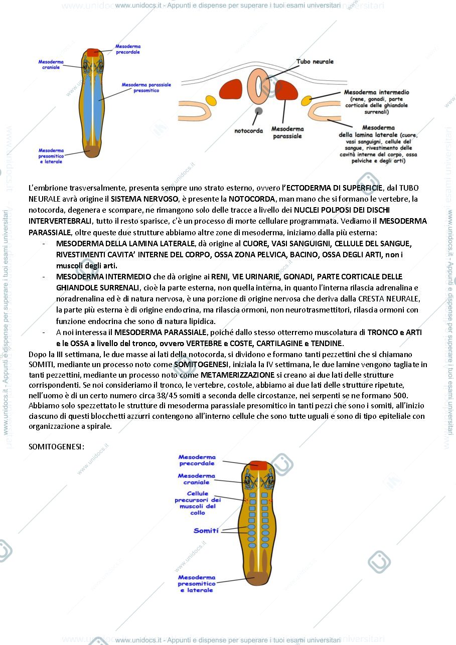 Anteprima pagina 3 — 1-2 biochimica muscolare 