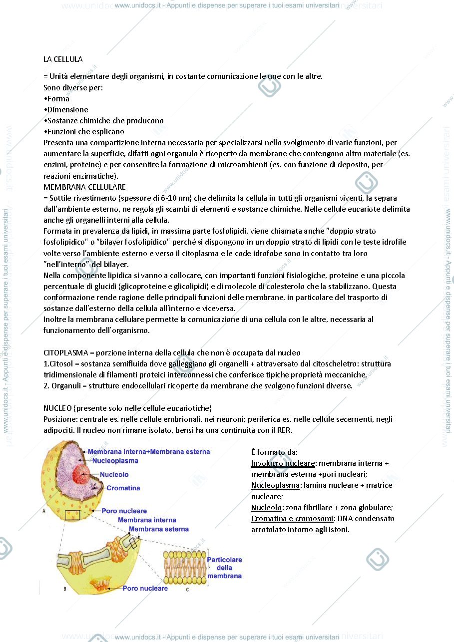 Anteprima pagina 1 — La cellula