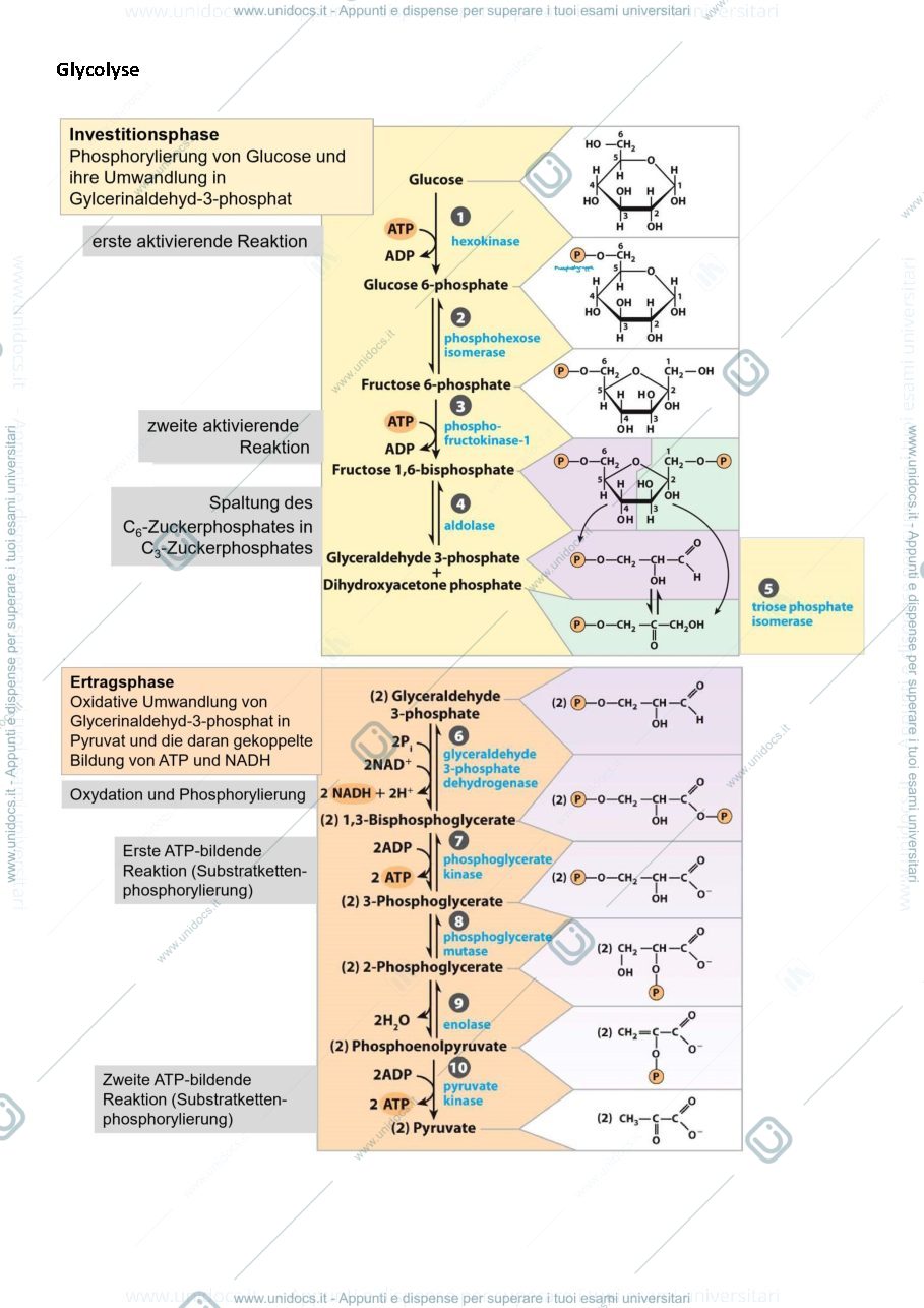 Anteprima pagina 1 — Summary metabolic processes