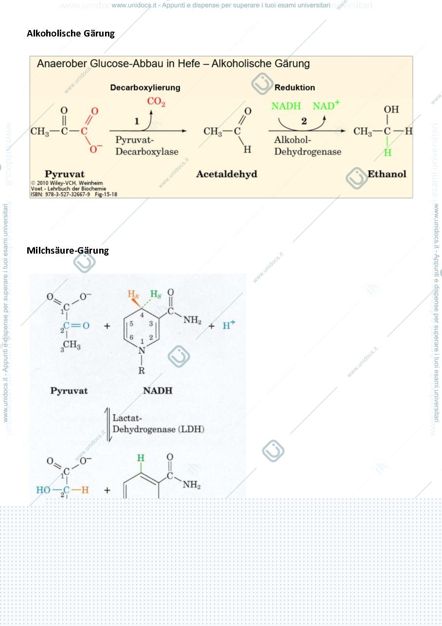 Anteprima pagina 2 — Summary metabolic processes