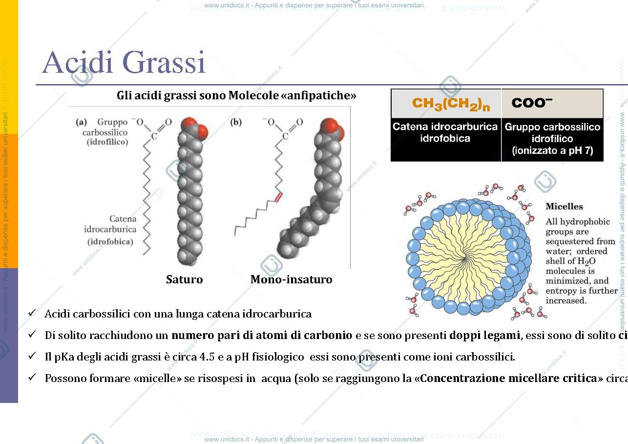 Anteprima pagina 3 — Lipidi