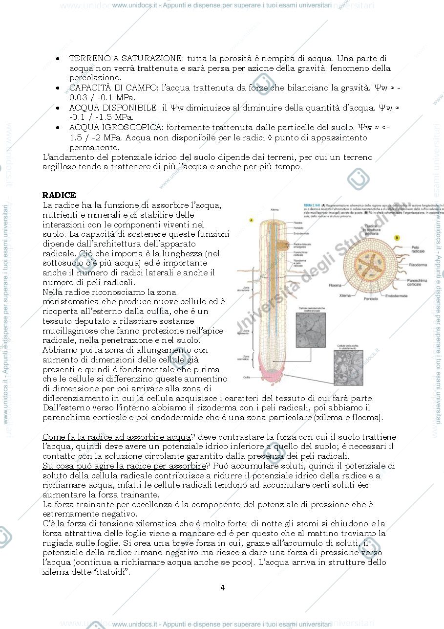 Anteprima pagina 4 — biochimica agraria e fisiologia delle piante officinali 
