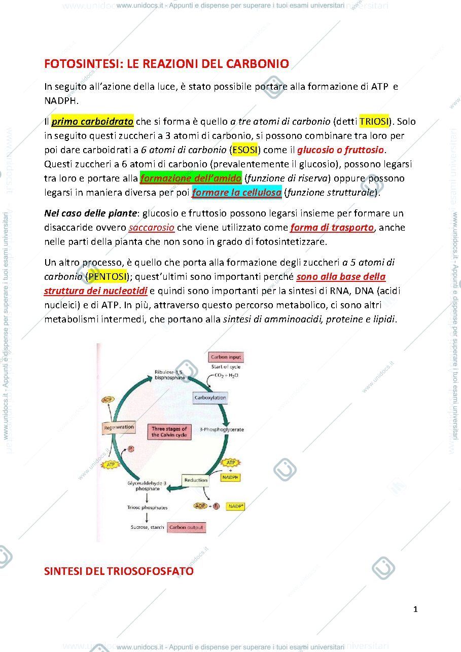 Anteprima pagina 1 — BIOCHIMICA AGRARIA E FISIOLOGIA DELLE PIANTE  