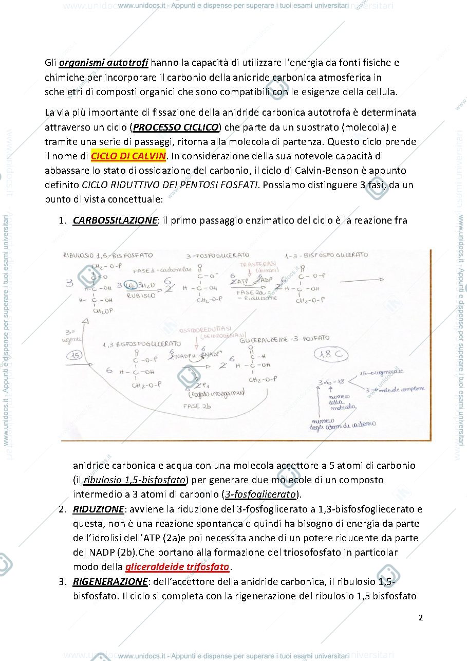 Anteprima pagina 2 — BIOCHIMICA AGRARIA E FISIOLOGIA DELLE PIANTE  