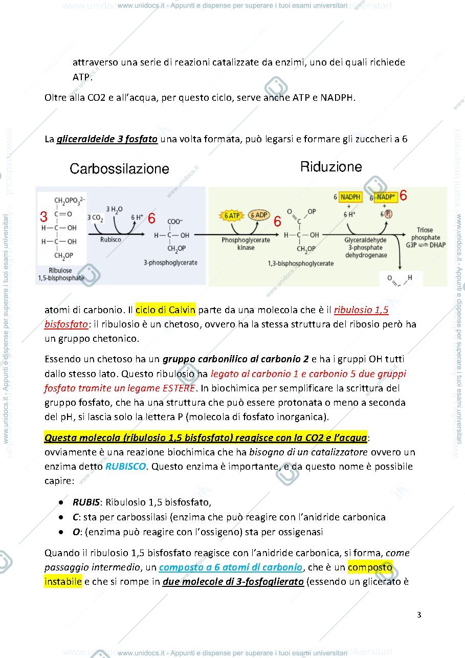 Anteprima pagina 3 — BIOCHIMICA AGRARIA E FISIOLOGIA DELLE PIANTE  