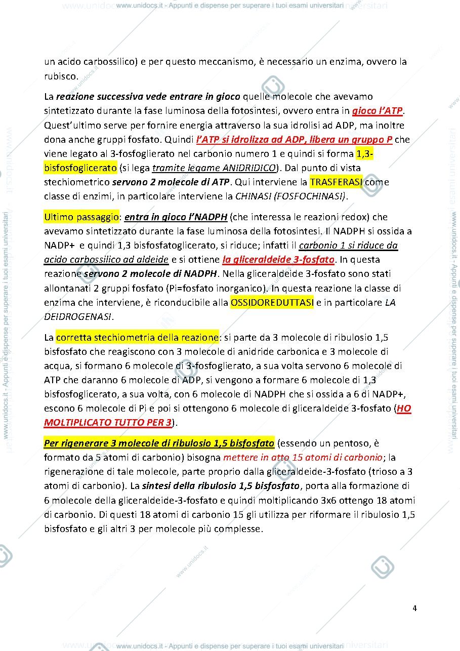Anteprima pagina 4 — BIOCHIMICA AGRARIA E FISIOLOGIA DELLE PIANTE  